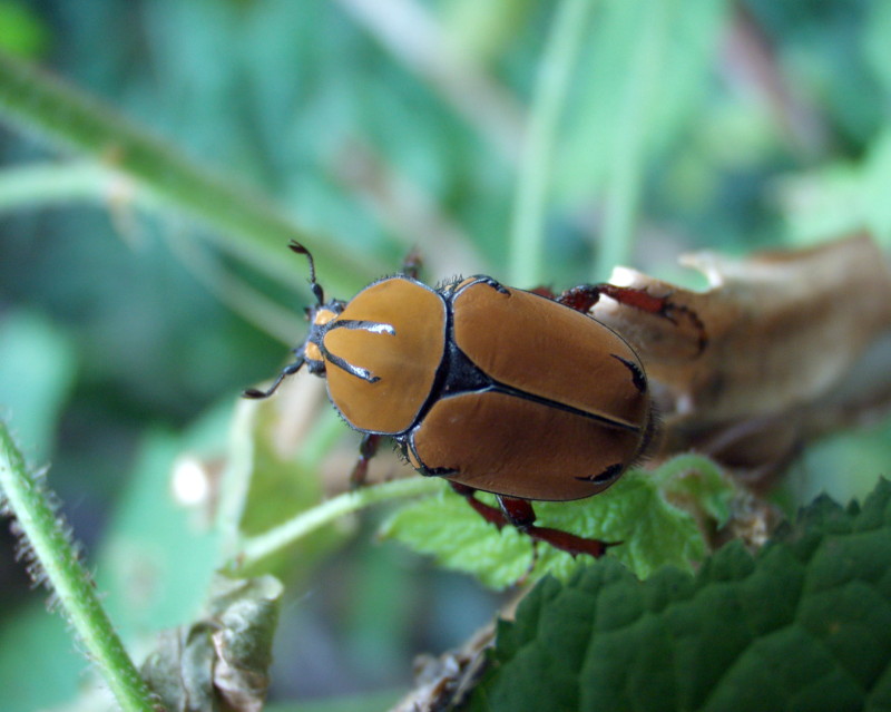 Flower Beetles - Platynocephalus - Dicronocephalus